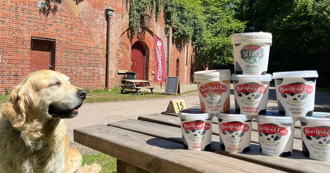 Feeling hot? Cool down with some @MarshfieldIces Ice Cream! We have lots of flavours available. Barney knows what his favourite is 😋 🐕 

#casematesstudio #casematescafe #hilsealines #foxesforest #dogwalks #dogicecream #marshfieldfarmicecream #scoopsicecream #goldenretriever