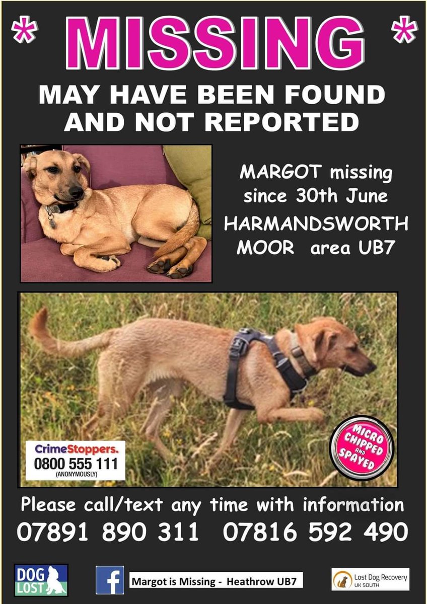 Debby Morris 🐕🐾💕 tweet media