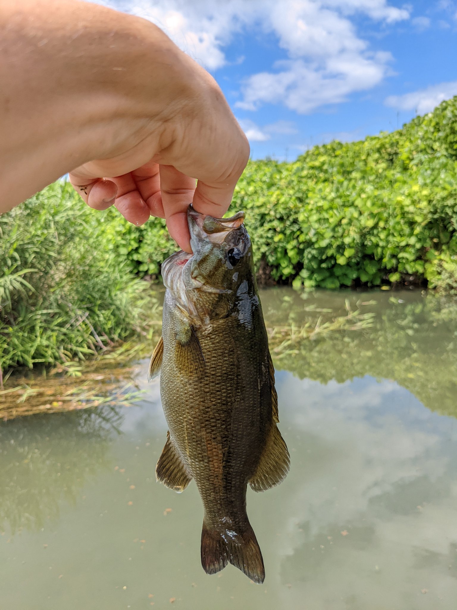 埼玉小物釣り好き 高麗川にバスがいっぱいですね こんなにいるんですね 4匹延べ竿で釣りました 餌はミミズです T Co Ulkc3hj4fy Twitter