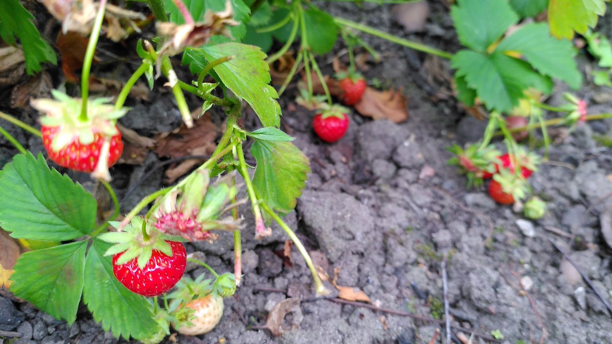 MESSMarple's tweet image. The strawberries are ready for picking outside the old swimming pool. Please help yourselves! @incredibleedible #marple #fruit