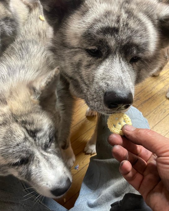 犬とキャンプのtwitterイラスト検索結果
