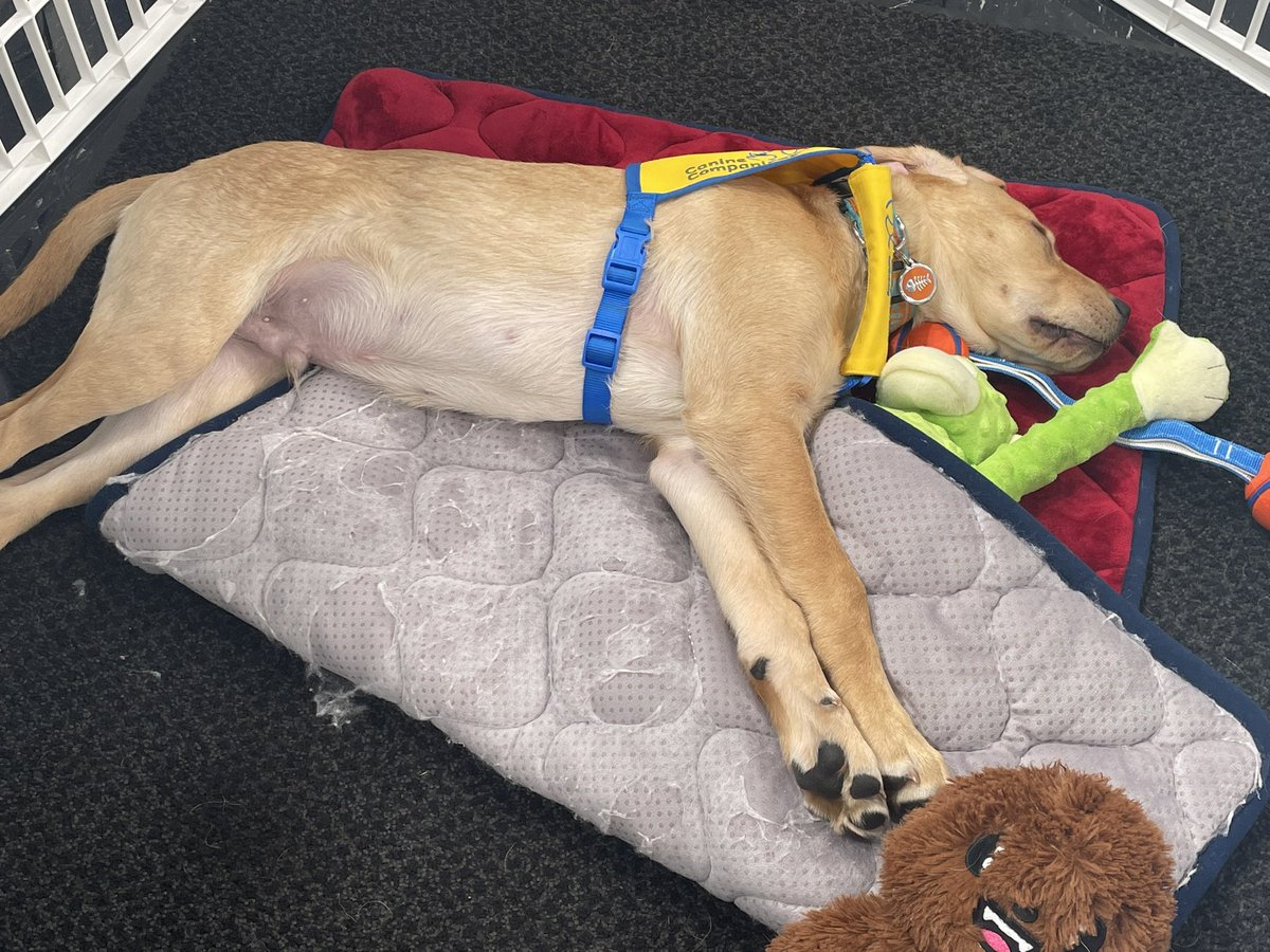 Matt_NBC4's tweet photo. Brutus came in this morning with plenty of energy. 45 minutes later, he’s tuckered himself out. Life of a puppy. #nbc4pups https://t.co/NBYIURyYzi