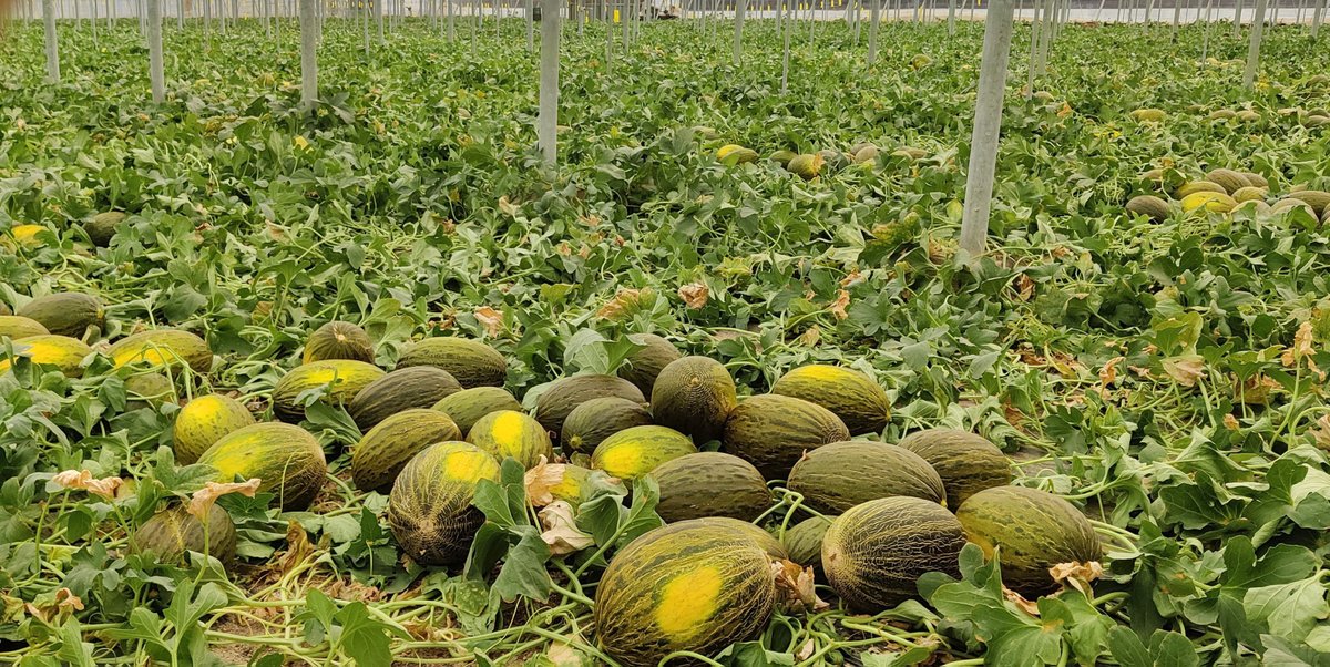FHALMERIA 🌱 (@fhalmeria) on Twitter photo Los productos de NOVIHUM optimizan la producción de melones.
🍈 <a href="/_Novihum_/">Novihum Technologies</a>
fhalmeria.com/noticia-32631-… Los productos de NOVIHUM optimizan la producción de melones.
🍈 <a href="/_Novihum_/">Novihum Technologies</a>
fhalmeria.com/noticia-32631-…