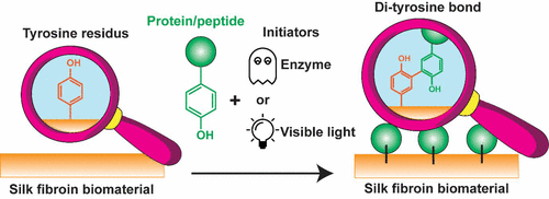 Jelena Rnjak-Kovačina tweet media