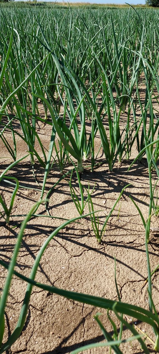 Het is maar hoe je kijkt. In de lengte valt het mee, overdwars is het minder, dichtbij valt het tegen. Stand van de #zaaiuien in #zeevla.