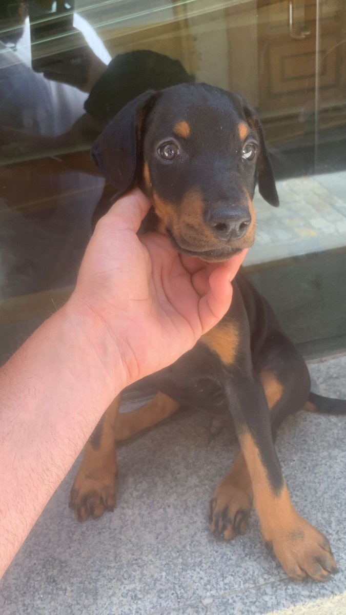 MarezLau's tweet photo. ⚠️⚠️
Este bichito tan lindo busca casa, a ver si entre todxs le encontramos una familia que le quiera 💛

+ info: @kadista83 https://t.co/fczdR4x7QI