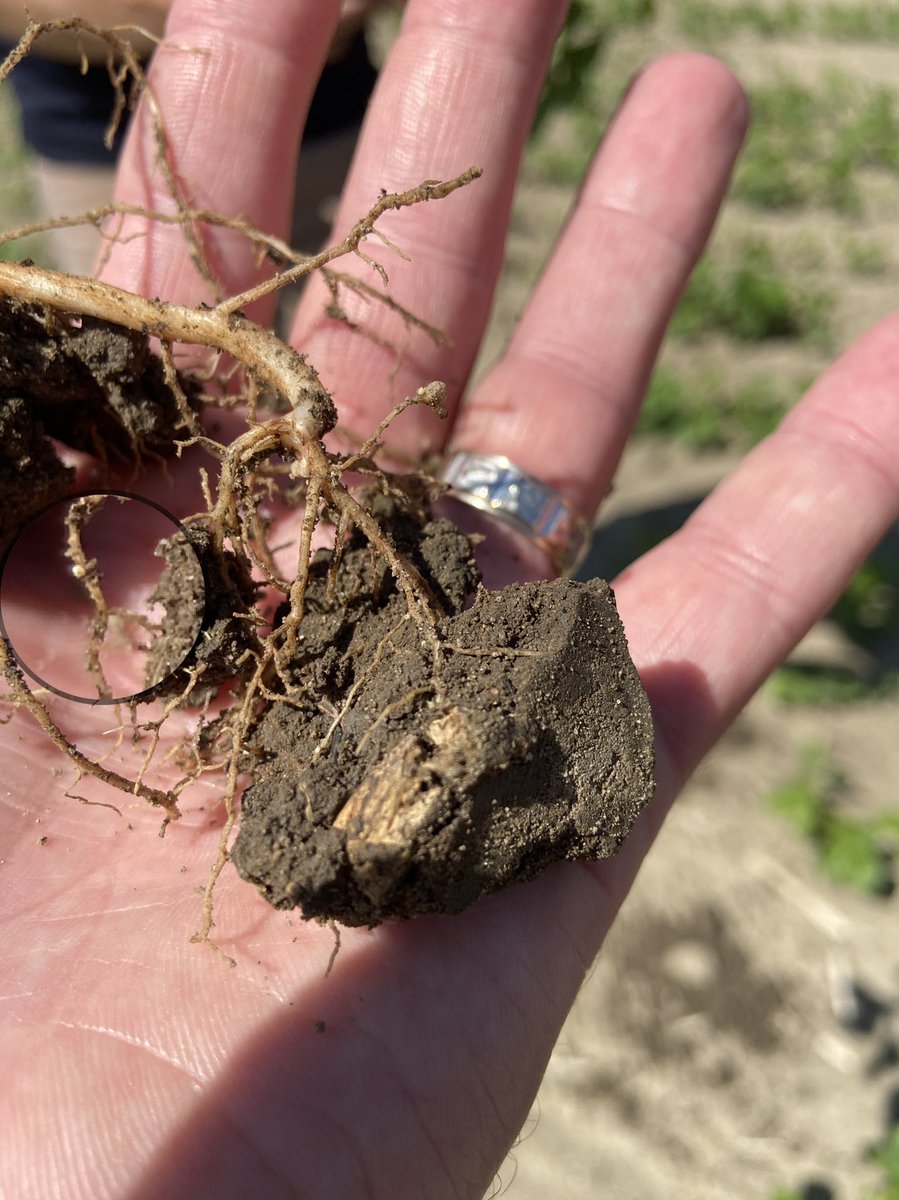 TDSsnydes's tweet photo. From soil testing a field where adzuki beans already showing #SCN to some 👍👍 S22-J4X with #Draco and #Saltro in a ⬆️ pressure  #SCN and #SDS field, great to see @Dave_Curry helping growers grow their best crop even in tough conditions!#fieldperformance @syngentacanada https://t.co/QtSppTBNho