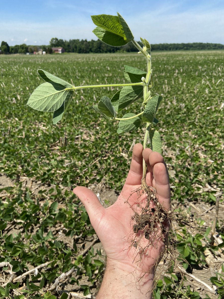 TDSsnydes's tweet photo. From soil testing a field where adzuki beans already showing #SCN to some 👍👍 S22-J4X with #Draco and #Saltro in a ⬆️ pressure  #SCN and #SDS field, great to see @Dave_Curry helping growers grow their best crop even in tough conditions!#fieldperformance @syngentacanada https://t.co/QtSppTBNho