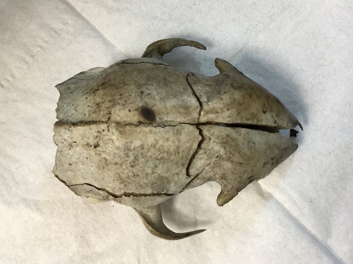 LisaMaw1's tweet photo. Some very excited Year 5 children left @MrHawkinsAHT an interesting find from their Forest School session. Curiosity has been spiked...What could this skull have belonged to? ๐ค
@MrsDaviesWyb @WybertonPrimary #curiosity #forestschoollearning https://t.co/qcdvlEn8fa