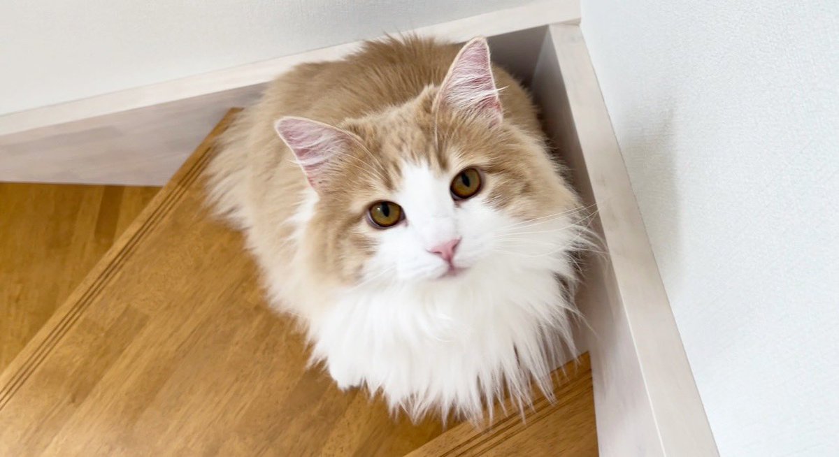 もふもふ猫のテディ (@NorwegianTeddy) / Posts / X