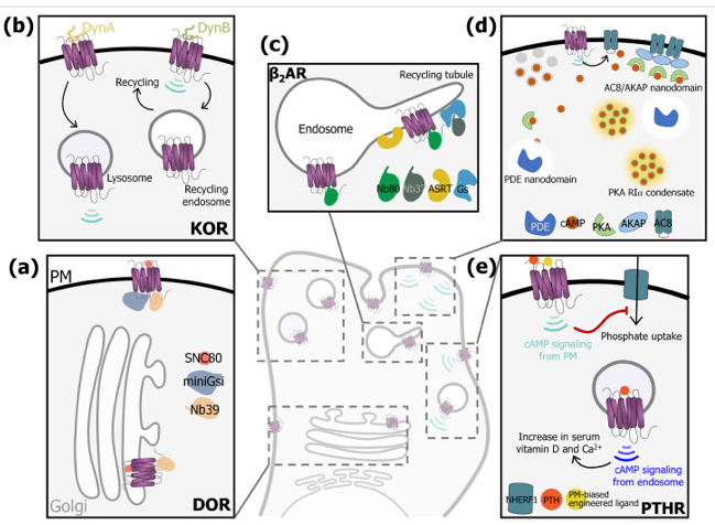 Really nice review on location-selective GPCR signaling in neurons by <a href="/MPuthenveedu/">Manoj Puthenveedu (he/him)</a> Lab!
sciencedirect.com/science/articl…