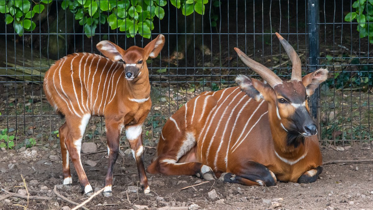 There is excessive red tape preventing animal transfers crucial for conservation breeding programmes across the UK, Ireland &amp; EU.

This week, we brought together BIAZA members across 🇮🇪 &amp; NI in a letter to urge gov'ts to act.

The whole story &amp; letter⬇️
biaza.org.uk/news/detail/cr…