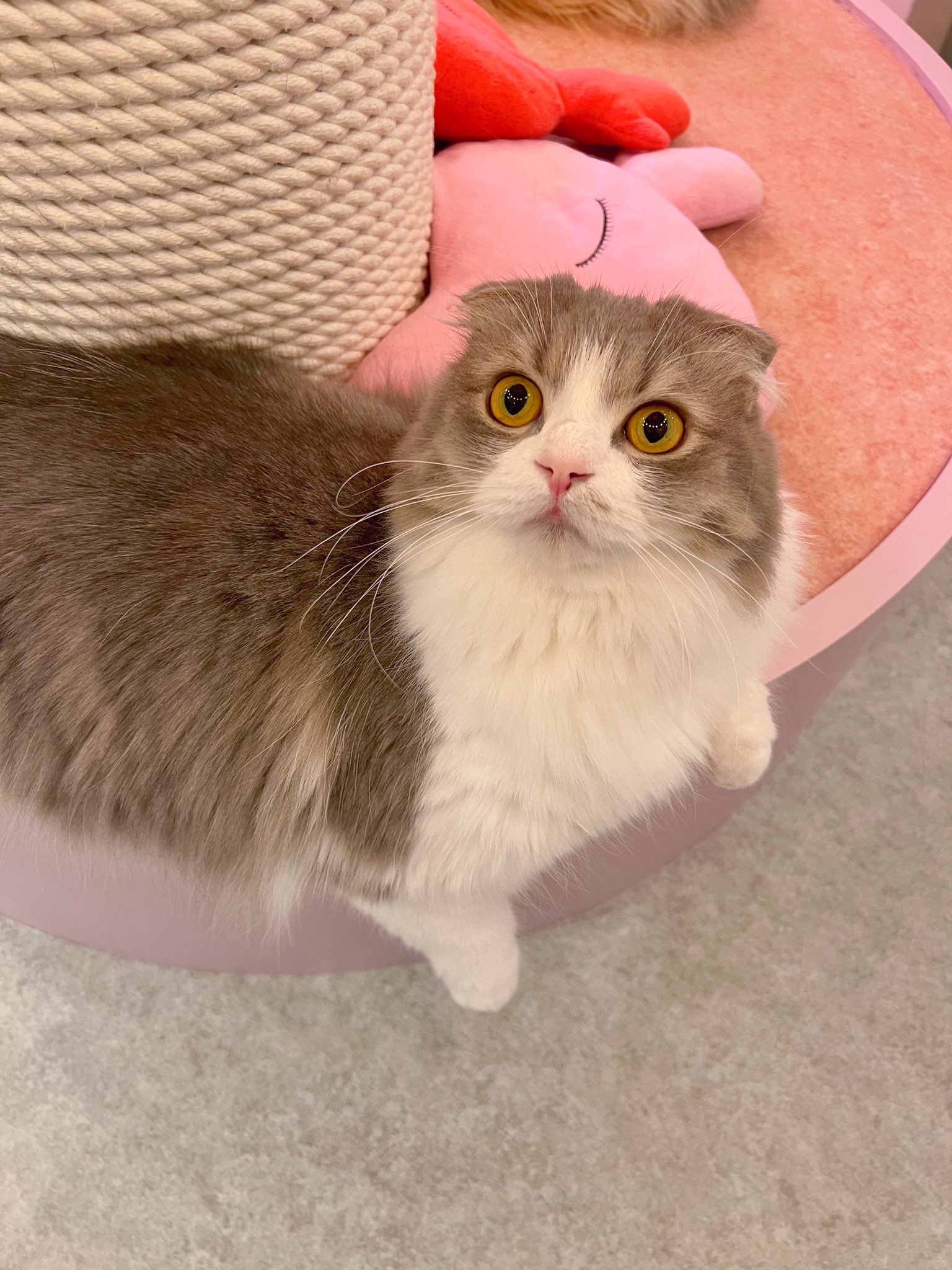 猫カフェmeow ミャオ 大名天神福岡 Catcafe Meow Twitter