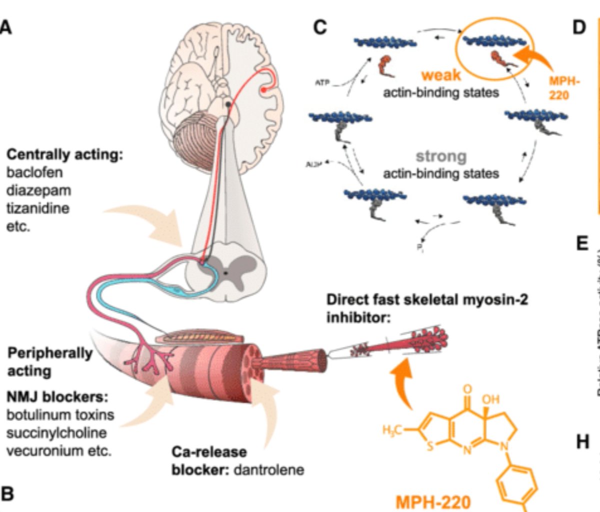 New drug for treating spasticity, MPH-220 is now is phase 1 clinical trials.  

It targets skeletal muscle myosin binding minus the side effects of centrally acting baclofen, tizanidine and diazepam. optopharma.com/motorpharmacol…

<a href="/PhysioLouiseJ/">Dr Louise Johnson (PhD)</a> <a href="/ACPIN_UK/">ACPIN</a> <a href="/neurophysioPT/">Dr James McLoughlin</a> 
#TMHPhysio
