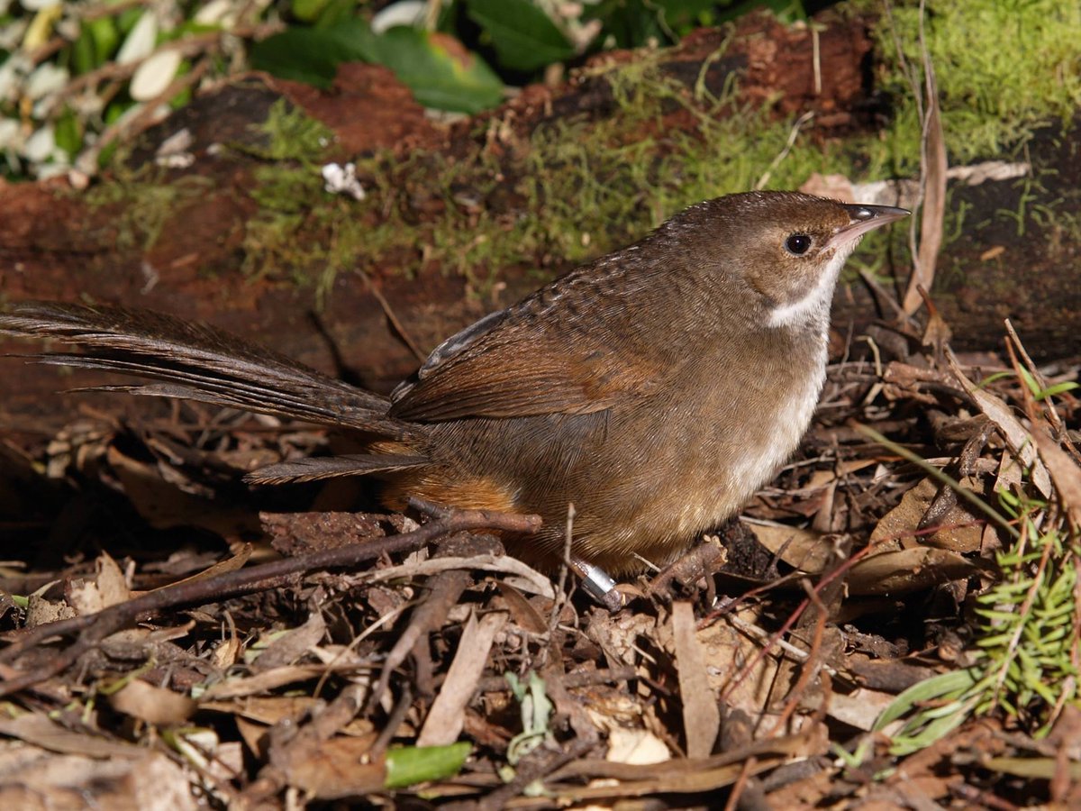 @TSCommissioner tweet media