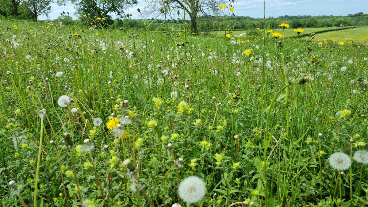 NatuurrijkLB's tweet photo. Maar eens wat foto's van onze veldmedewerkers delen, gemaakt bij onze deelnemende boeren in agrarisch natuurbeheer: voor specifieke boerenlandsoorten, algehele biodiversiteit en een mooi Limburg! https://t.co/xUfUeZza7L