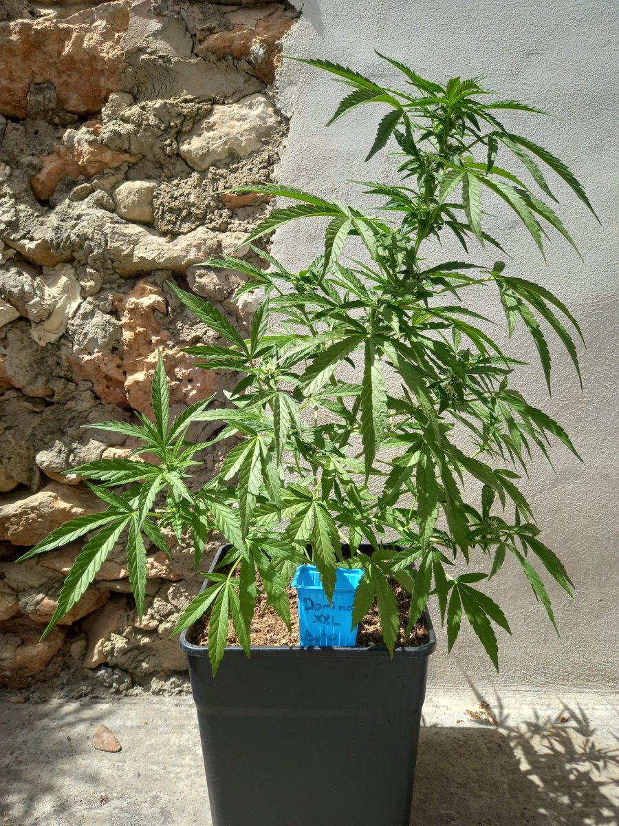 Growmymallorca's tweet photo. Aquí van las fotos de la 4º semana de nuestras #semillas de #Granelpremium. Van subiendo,,

#autoruntz #autogorilla #autodossidos #dominaxxl
#CannabisCommunity #cannabisculture #growmymallorca #autoseeds #autocultivo https://t.co/KDXdmLTNBP