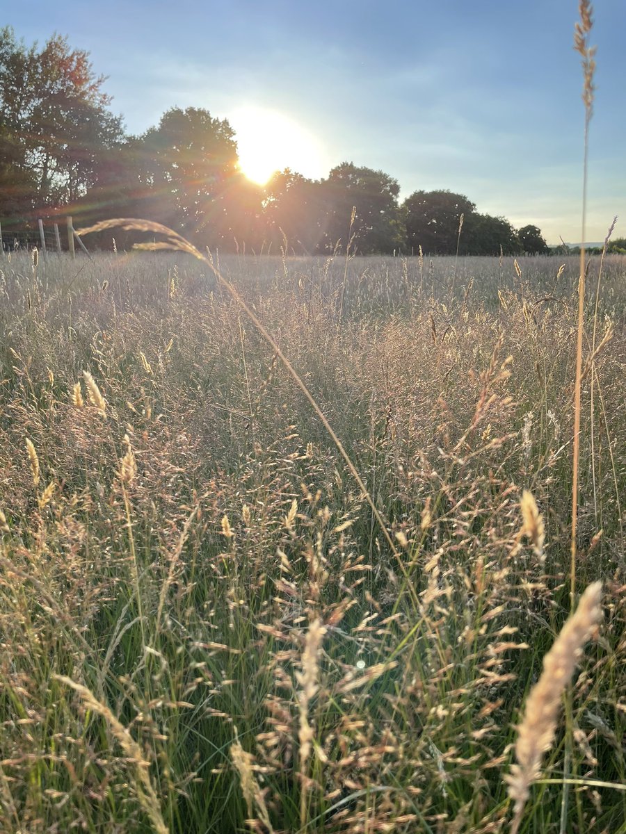 Watering duty as the sun goes down on the field, highlighting the different grass species as they drift together.
#magicmoments
