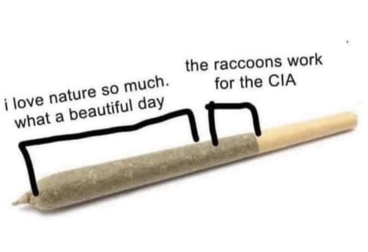 RegularReggo's tweet photo. #trashhours #coonfollowcoon #trashtrain #mooncoons https://t.co/aDNE9VCWky
