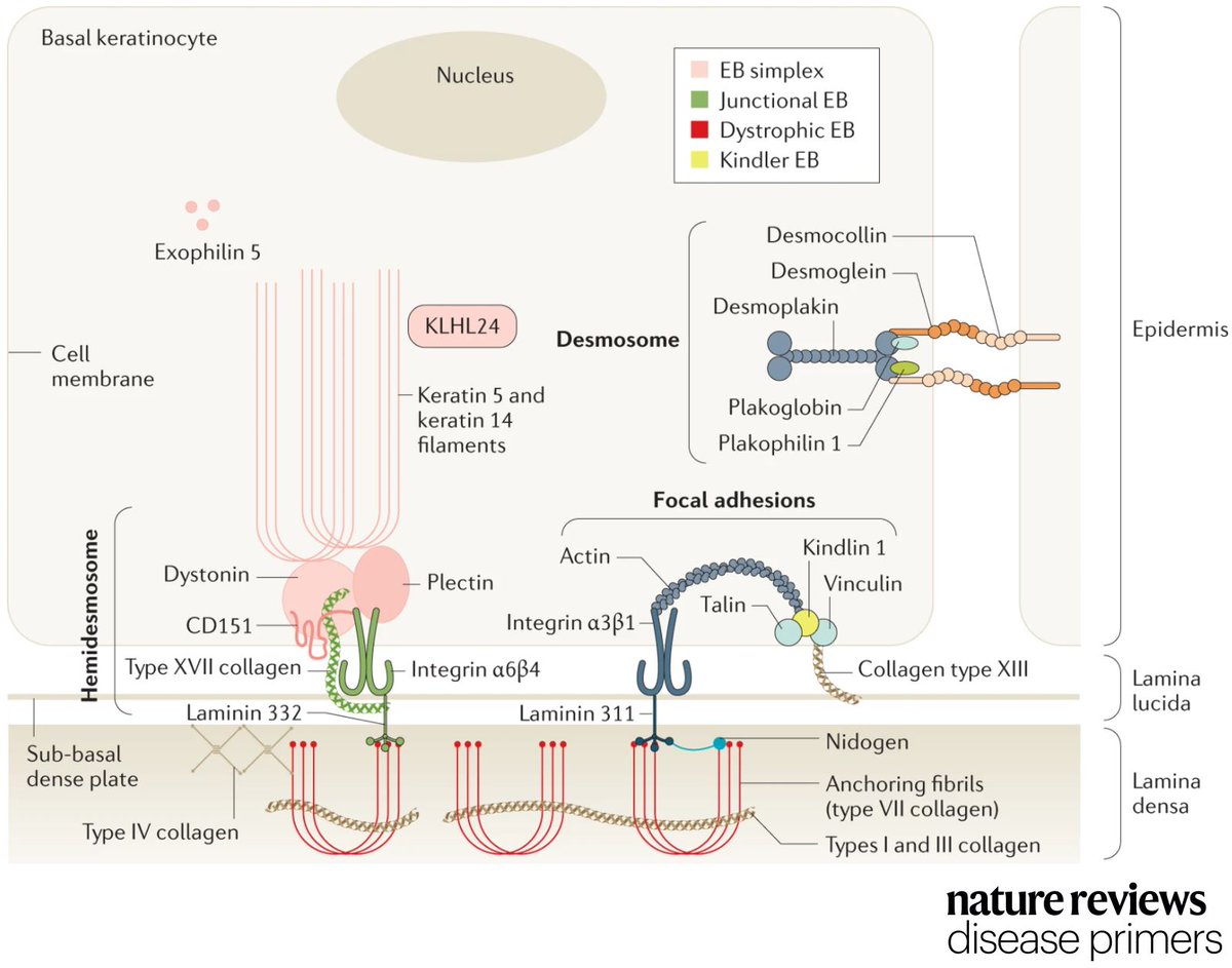 DiseasePrimers's tweet photo. This figure illustrates the architecture of the skin, showing the proteins affected in the main types of #epidermolysis #bullosa 

https://t.co/Ddsg6mSu2R https://t.co/E39FaV9dBW