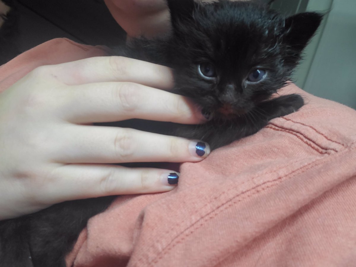 DutchessDark's tweet photo. Today my dog decided to bring one of my 3-week-old kittens to the kitchen with everyone and it resulted in the kitten staying attached to my shirt resting on my shoulder poor baby. https://t.co/lRVotsUo13