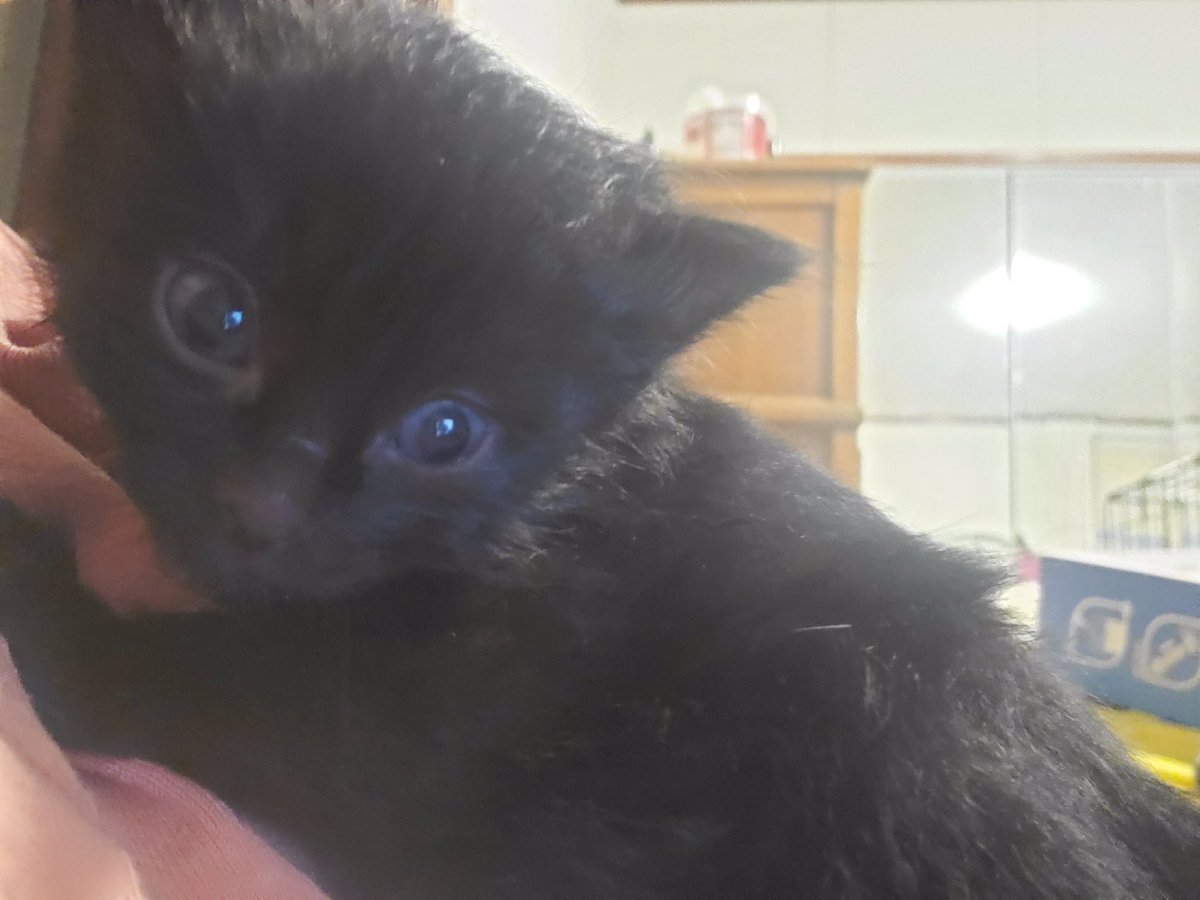 DutchessDark's tweet photo. Today my dog decided to bring one of my 3-week-old kittens to the kitchen with everyone and it resulted in the kitten staying attached to my shirt resting on my shoulder poor baby. https://t.co/lRVotsUo13