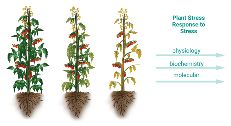 PPLplantarum's tweet photo. Studying plant stress response at multiple levels is essential for the elucidation of stress tolerance mechanisms. Find out more about recent advances in pearl millet and wheat in our latest special issue “raising crops for dry and saline lands” https://t.co/fuA56jI9fo . @DrJ ... https://t.co/0JmoUQOrpZ