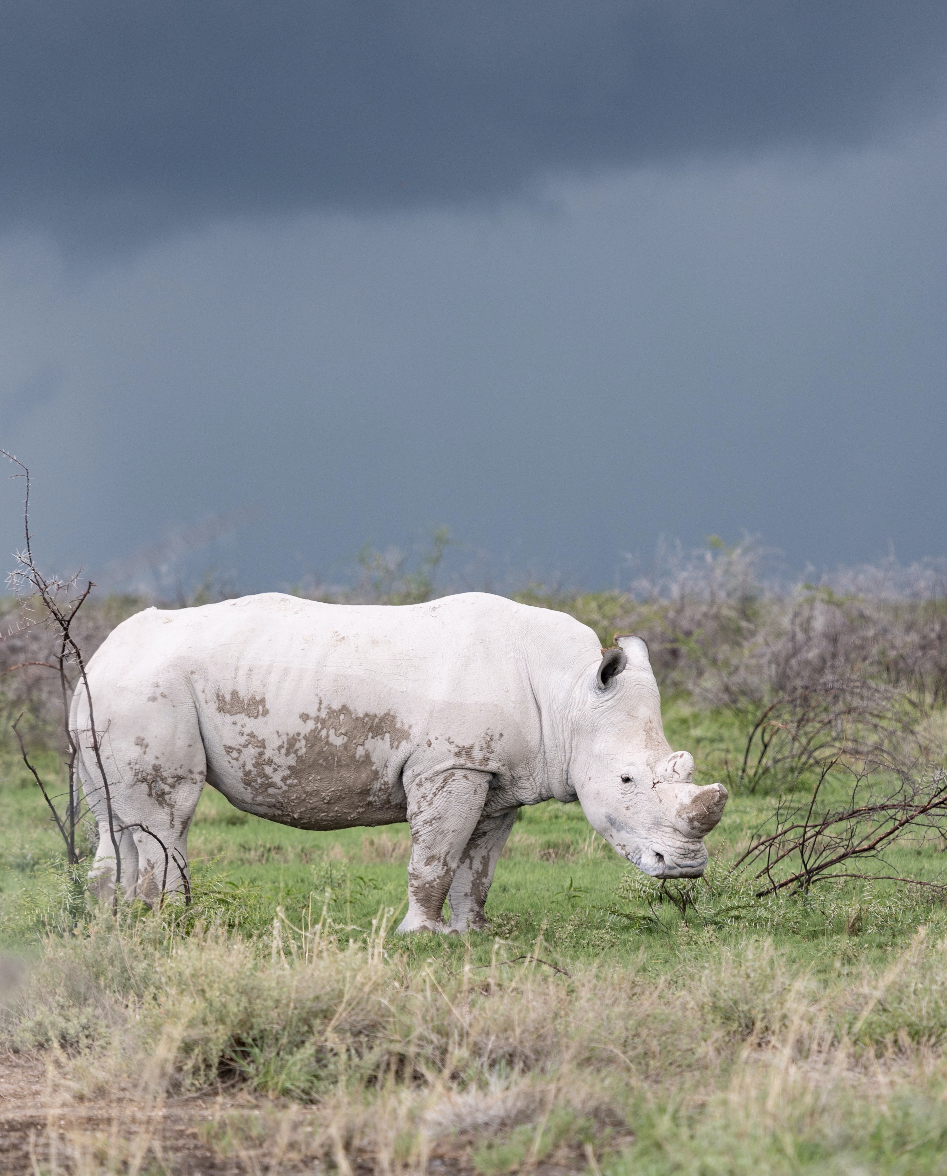 Tê giác trắng hiện nay đang trở thành loài động vật có nguy cơ tuyệt chủng, hãy cùng đến với những hình ảnh đẹp nhất về loài động vật quý hiếm này để cùng nhau bảo vệ chúng. Các hình ảnh sẽ hỗ trợ bạn hiểu rõ hơn về các nỗ lực bảo vệ tê giác ngày nay.