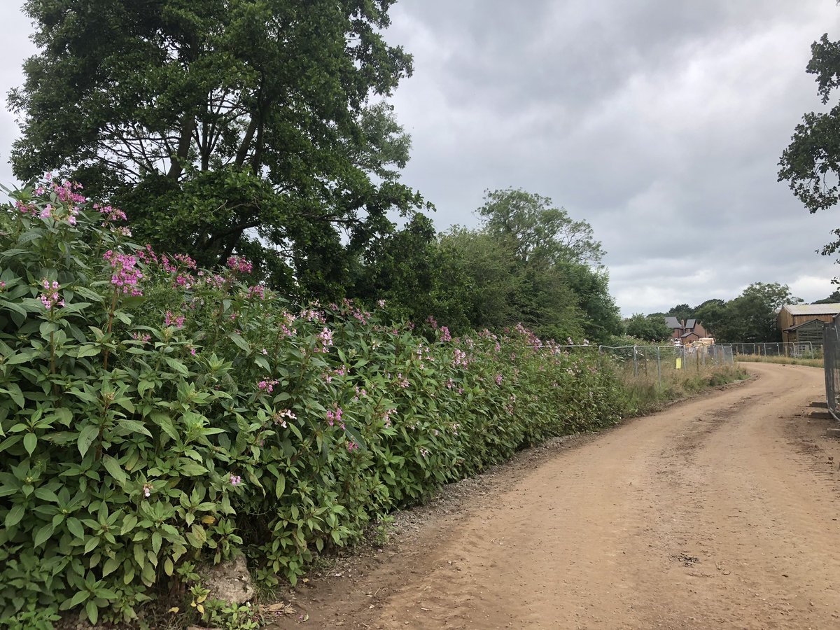 ContractEcology's tweet photo. Himalayan balsam. Do you need a contractor to advise or help tackle this invasive species on your site? Drop Contract Ecology a DM or email enquiries@contractecology.co.uk 💻https://t.co/6t2XHuQXp4 https://t.co/NVCLomFY1t