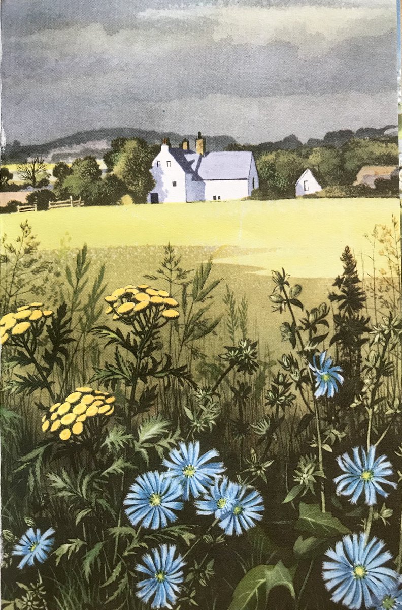 LBFlyawayhome's tweet photo. Tansy and Chicory
‘Wild Flowers’ (1957)

#EdithHilder #RowlandHilder https://t.co/B5SUBG0tgF