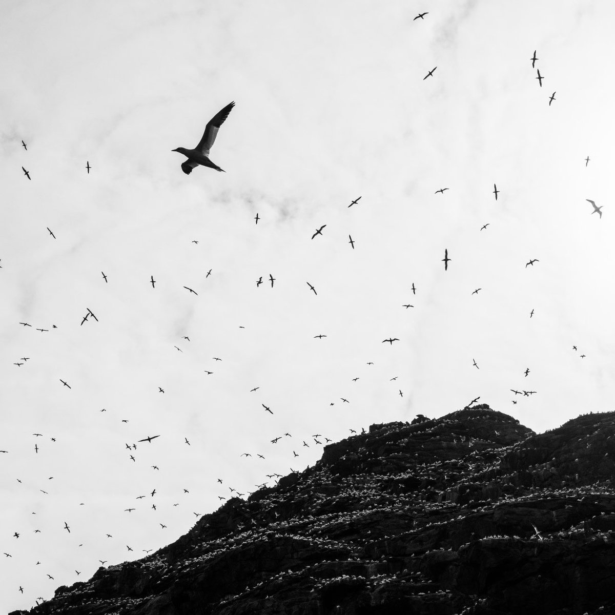 The gannets of St Kilda from my recent trip there assisted by <a href="/N_T_S/">National Trust for Scotland</a> It'll be presented on watercolour paper at <a href="/BowhouseFife/">Bowhouse</a> for my exhibition opening on the 15th. To register for free tickets - alexander-lindsay.com
