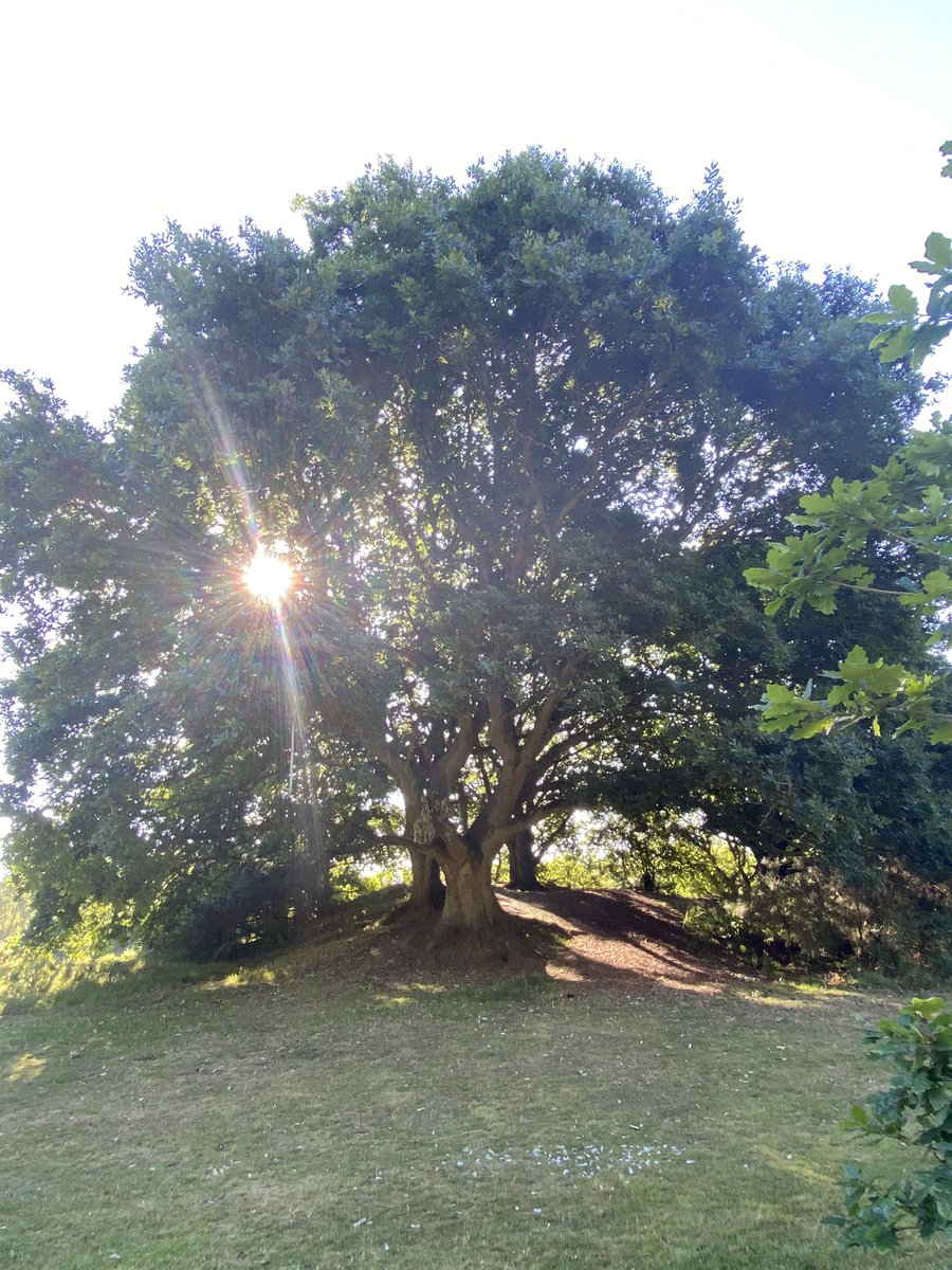 Good morning! 
How are you doing today? 
I’d love to see your outdoor photos on this beautiful day. ☀️🌳#Wellbeing #mentalhealth #mentalwealth