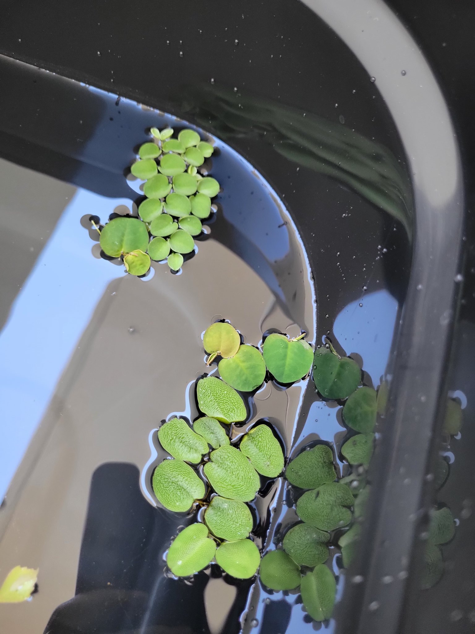 ふじこsewing めだか お任せ浮草3種類らしいんだけど 何が何だか分からない T Co R7ttiv1s5a Twitter