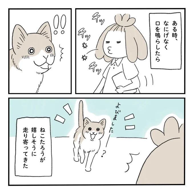 わたしが知らないねこたろうの過去。当然、生まれた時からうちに来るまで、彼の人生(ねこ生)があったわけで。#みちこの日記 #猫のいる暮らし 