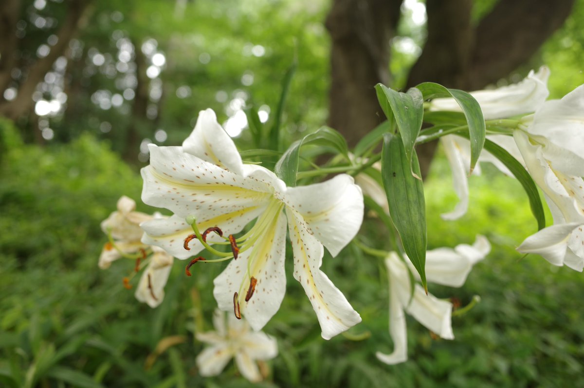 akira_inugami_'s tweet photo. 群生するヤマユリたち

その花言葉は、「荘厳」「威厳」「人生の楽しみ」「純潔」「無垢」「甘美」です💐

#武蔵野市
#吉祥寺
#井の頭自然文化園
#動物園
#ヤマユリ
#山百合
#ユリ
#GoldenRayedLily
#Lily
#花
#花言葉
#streetflowers
#flower https://t.co/oLjd0in2aU