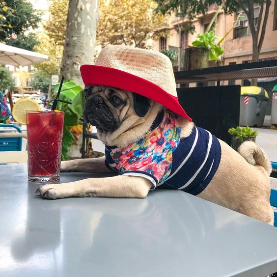 Olson_DipDog's tweet photo. ¡Buenos días! Por fin es viernes #FelizViernes https://t.co/2h0EA22UWP