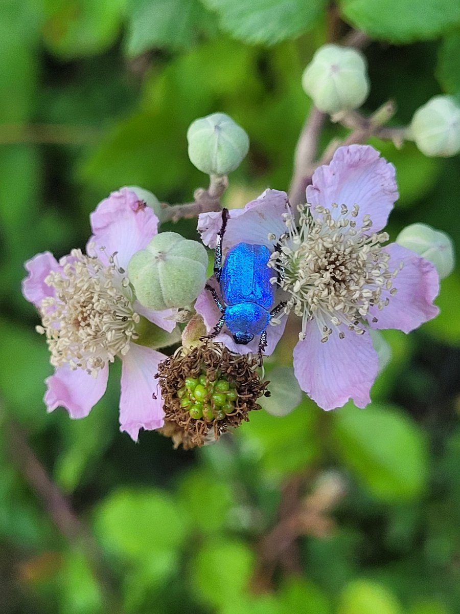 Those colors, spotted on a hike through Gerona🪳🔵