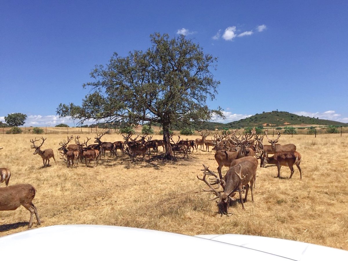 CastellaNatura's tweet photo. Ciervos en una granja cinegética del Valle de Alcudia (CR) criados a la carta para ser usados en monterías; el cazador paga por un ciervo de "200 puntos", se lo sueltan para que lo mate y tenga su trofeo. Totalmente mansos, serán tiroteados fácilmente y sin posibilidad de escapar https://t.co/N1QwktioPr