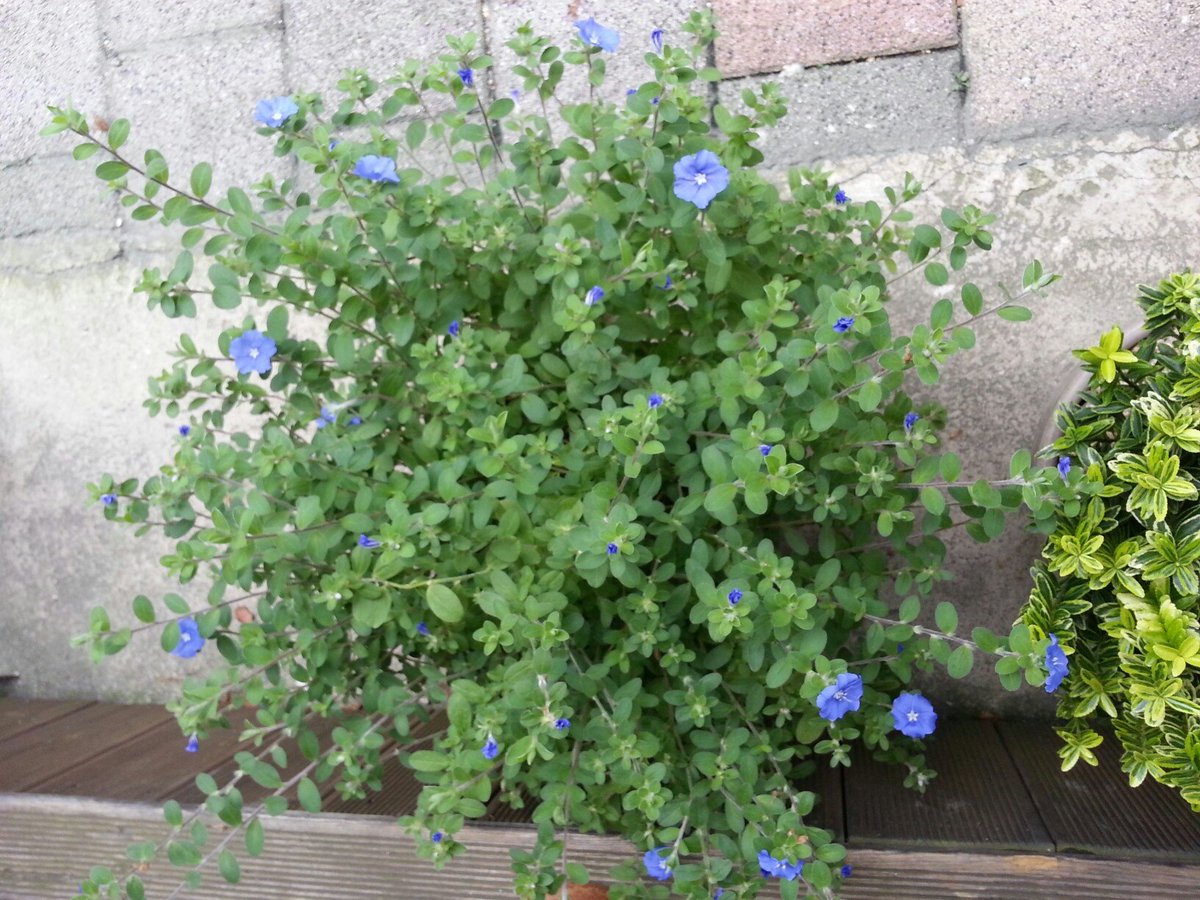 💓
#..
그대가
내가슴속 깊이
뿌리고간
못난 꽃씨하나
그리움에
기다림에

지쳐
메마른
가슴에
이쁜
꽃으로
서룹게
피어나
미운
그대의
콩깍지
씌인

두눈속에
사랑으로
매일 피고지고
아름다히
행복하게 살고
싶어요!...💕

☆.이쁜 아메리칸블루 꽃이랑. 유 소추

💖.꽃말~두사람의 인연^^😍