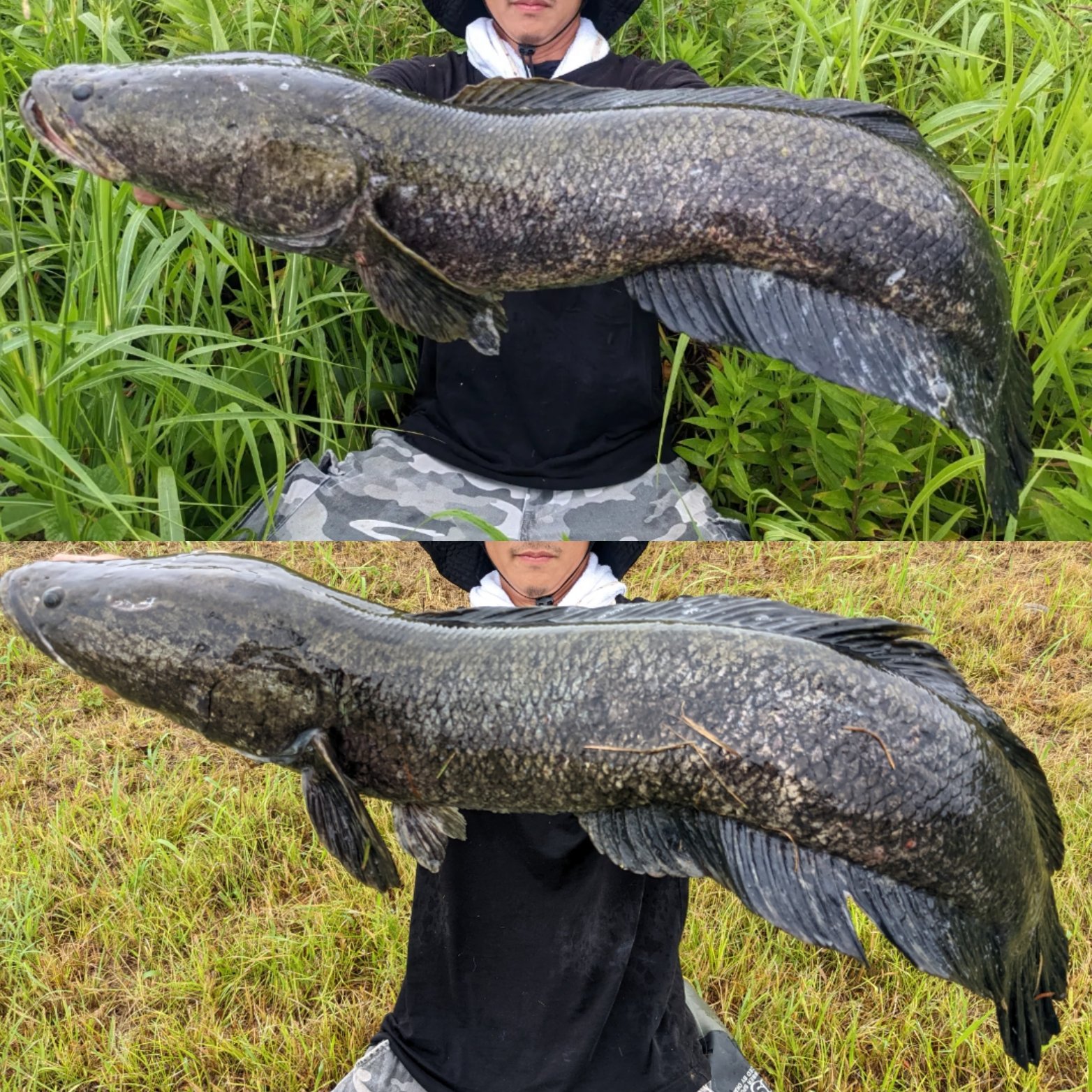 りょ雷魚 Ryo Snakehead Twitter
