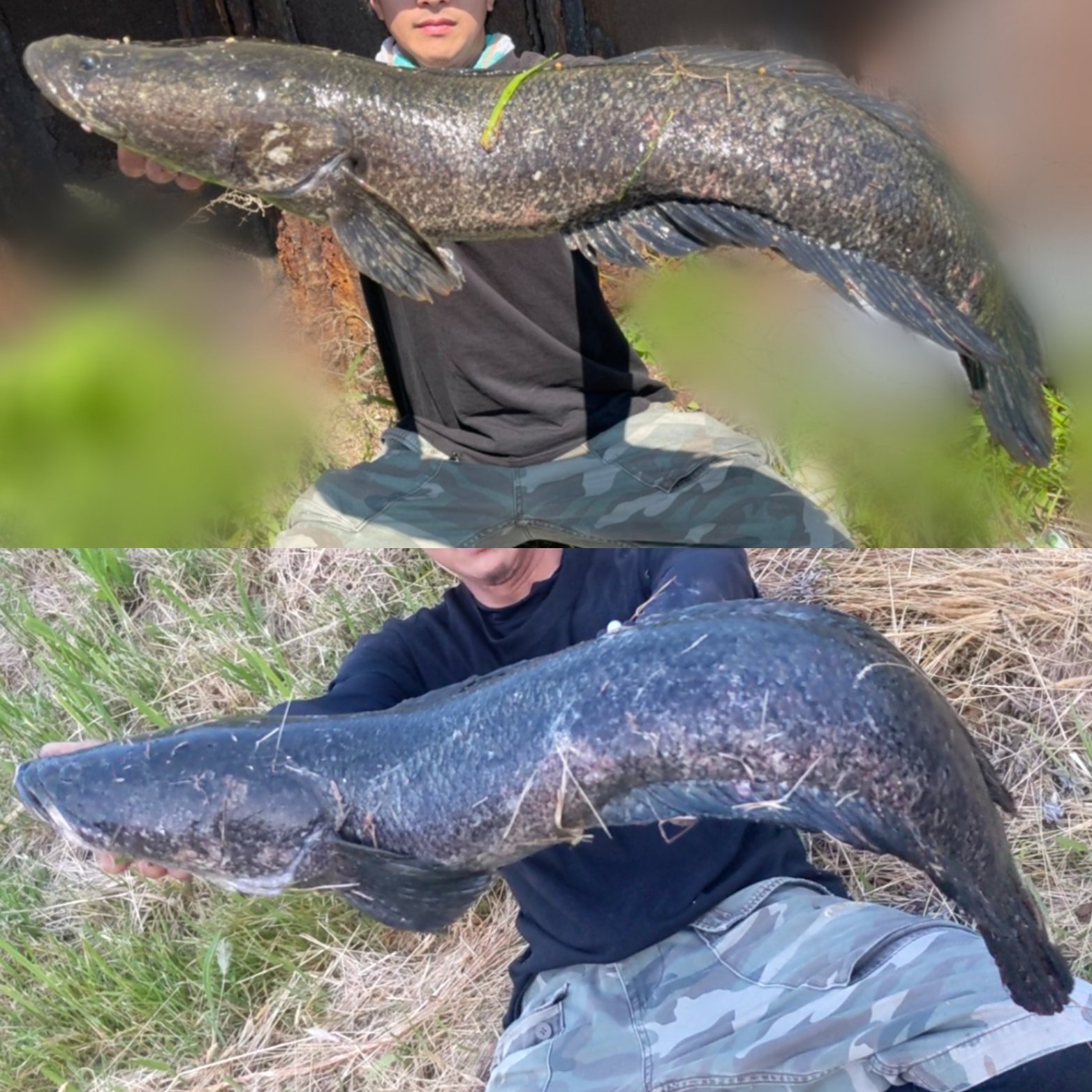りょ雷魚 Ryo Snakehead Twitter