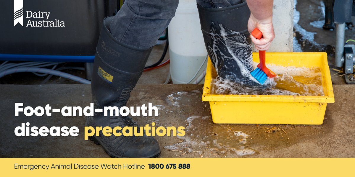 If you're travelling to Australia from Indonesia (incl Bali), it's vital you take the appropriate precautions to help prevent Foot-and-mouth disease from reaching our farming communities. Visit bit.ly/3bZoXuf for information on the steps, you can take. #ausdairy #dairy