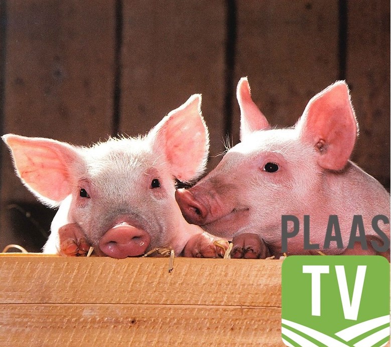 Stockfarmmag's tweet photo. This week Plaas TV brought viewers more interesting content &amp; this is #flashbackfriday.  Click on the link for a recap of the week’s episodes: https://t.co/vmBskDgSpx

#Plaas TV #FarmTv is proudly brought to you by @BKBLtd, @Elanco, #ABEBiotech, #JonssonWorkwear &amp; #Chemunique. https://t.co/ts0WWSr5mf