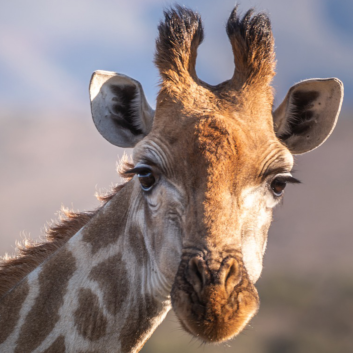 Naturewatch_org's tweet image. We support @prowildlife&apos;s call against #trophyhunting - &apos;killing animals for fun is neither ethically justifiable nor tolerable in modern society&apos;. 

Read the joint statement, signed by 137 organisations:
prowildlife.de/wp-content/upl…

#bantrophyhunting #trophyhuntingisnotconservation