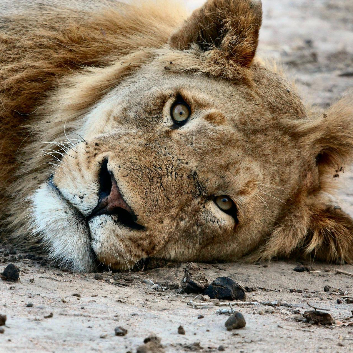 Naturewatch_org's tweet image. We support @prowildlife&apos;s call against #trophyhunting - &apos;killing animals for fun is neither ethically justifiable nor tolerable in modern society&apos;. 

Read the joint statement, signed by 137 organisations:
prowildlife.de/wp-content/upl…

#bantrophyhunting #trophyhuntingisnotconservation