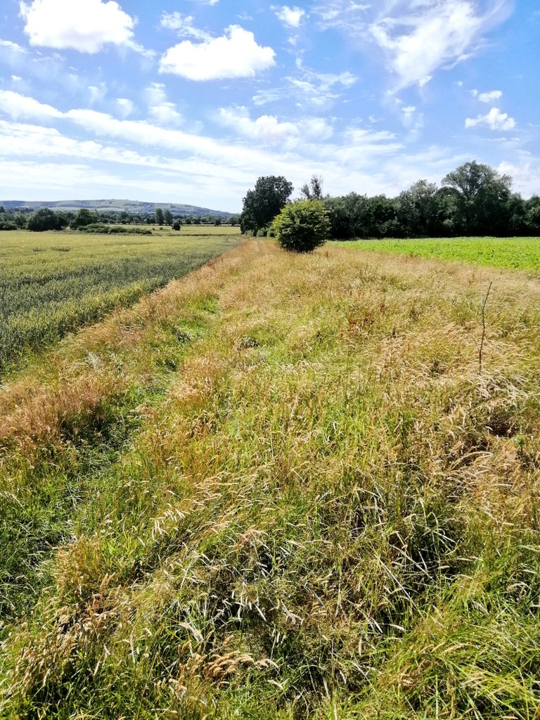 Culver_Project's tweet photo. Not much survives in the local landscape of our excavated London to #Barcombe Mills #Roman road, with the exception of this few hundred metres of agger/field boundary west of #Isfield.
#RomanRoadsFriday #Archaeology #EastSussex #RomanBritain #RomanArchaeology https://t.co/9gspPijoBV