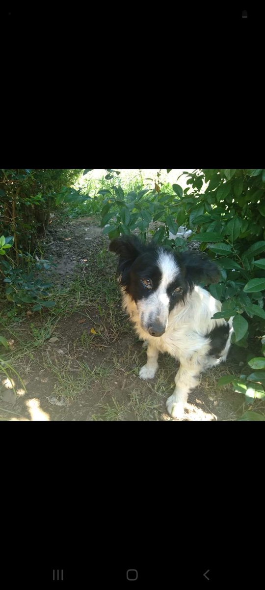 dogal_ve's tweet photo. Çok sakin ve uysal bir can. Diğer köpeklerden çok  korkuyor onlar varken mama  bile yiyemiyor. Lütfen pati dostları bir bahçesi olan arkadaşlar bu cana sahip çıkalım
YUVA arıyoruz. Sokaklar parklar onun için uygun değil korkudan yerinden kıpırdamıyor.  533 422  47  51 https://t.co/pg8OeBN6dU