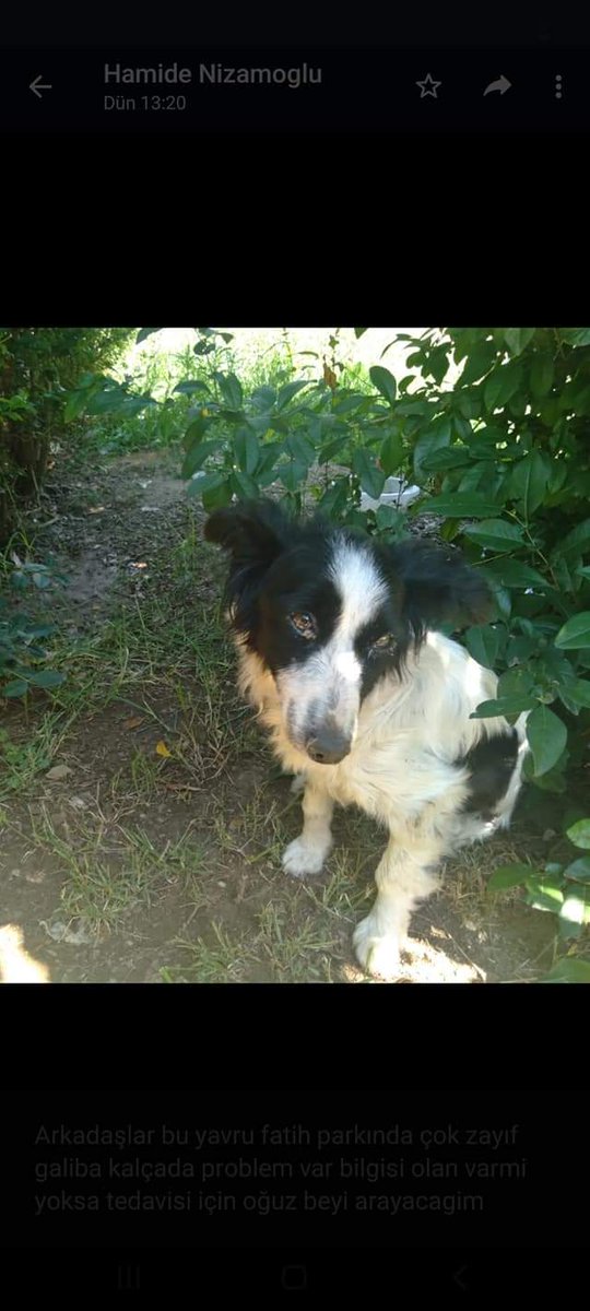 dogal_ve's tweet photo. Çok sakin ve uysal bir can. Diğer köpeklerden çok  korkuyor onlar varken mama  bile yiyemiyor. Lütfen pati dostları bir bahçesi olan arkadaşlar bu cana sahip çıkalım
YUVA arıyoruz. Sokaklar parklar onun için uygun değil korkudan yerinden kıpırdamıyor.  533 422  47  51 https://t.co/pg8OeBN6dU