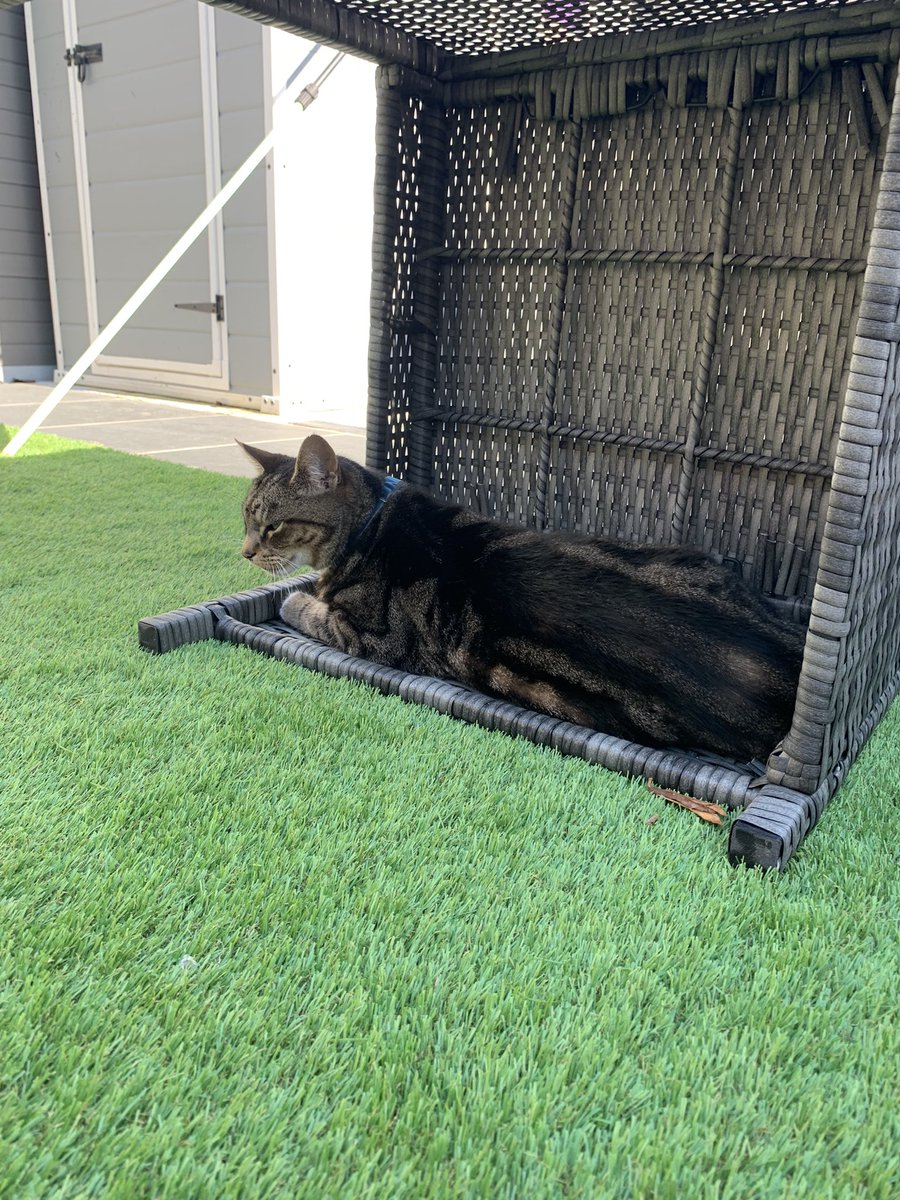 TexansToogie's tweet photo. #fridaymorning #FridayVibes #CatsOfTwitter #weekendvibes https://t.co/PWrD2VUU5W