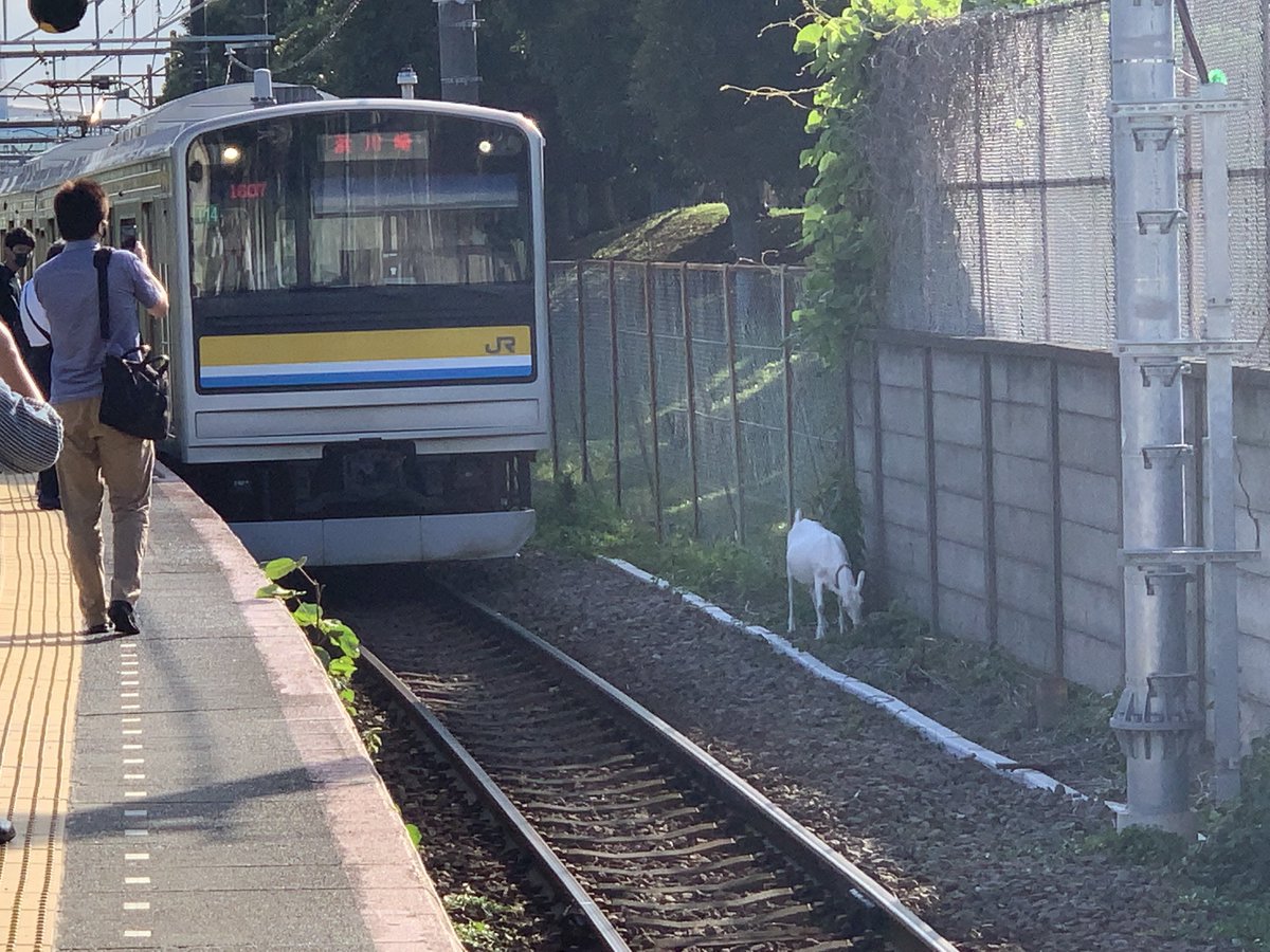 Jrの線路内に公園のえんちょうが侵入し草を食べていたため運転見合わせに 迷惑だけど和む Togetter